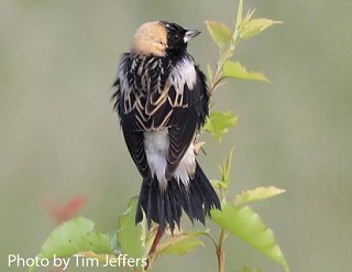 Tennessee's Watchable Wildlife