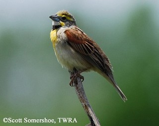 Tennessee's Watchable Wildlife