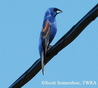 Tennessee's Watchable Wildlife