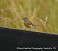 Tennessee's Watchable Wildlife