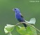 Tennessee's Watchable Wildlife