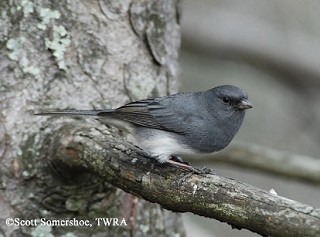 Tennessee's Watchable Wildlife