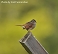 Tennessee's Watchable Wildlife