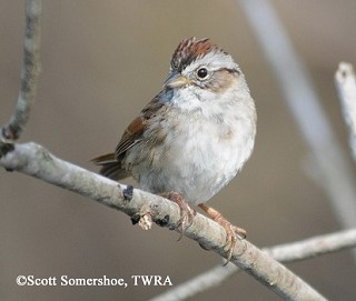Tennessee's Watchable Wildlife