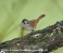 Tennessee's Watchable Wildlife