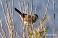 Tennessee's Watchable Wildlife