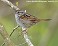 Tennessee's Watchable Wildlife