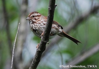 Tennessee's Watchable Wildlife