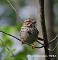 Tennessee's Watchable Wildlife