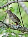 Tennessee's Watchable Wildlife