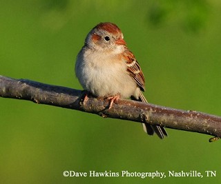 Tennessee's Watchable Wildlife