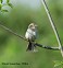 Tennessee's Watchable Wildlife