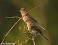 Tennessee's Watchable Wildlife