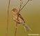 Tennessee's Watchable Wildlife