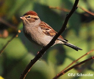 Tennessee's Watchable Wildlife