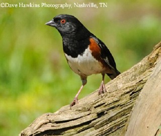 Tennessee's Watchable Wildlife