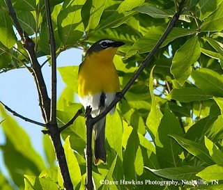Tennessee's Watchable Wildlife