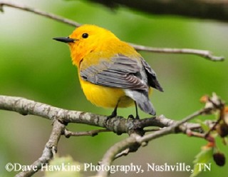 Tennessee's Watchable Wildlife