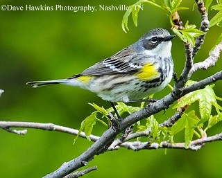 Tennessee's Watchable Wildlife