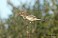Tennessee's Watchable Wildlife