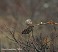 Tennessee's Watchable Wildlife
