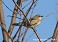 Tennessee's Watchable Wildlife