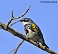 Tennessee's Watchable Wildlife