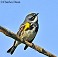 Tennessee's Watchable Wildlife