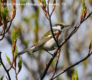 Tennessee's Watchable Wildlife