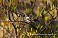 Tennessee's Watchable Wildlife