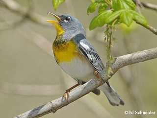 Tennessee's Watchable Wildlife