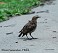 Tennessee's Watchable Wildlife