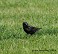 Tennessee's Watchable Wildlife