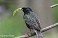 Tennessee's Watchable Wildlife