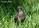 Tennessee's Watchable Wildlife