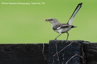 Tennessee's Watchable Wildlife
