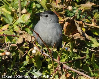 Tennessee's Watchable Wildlife
