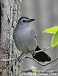 Tennessee's Watchable Wildlife