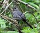 Tennessee's Watchable Wildlife