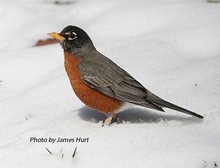 Tennessee's Watchable Wildlife