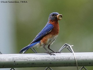 Tennessee's Watchable Wildlife