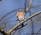 Tennessee's Watchable Wildlife