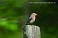 Tennessee's Watchable Wildlife