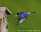 Tennessee's Watchable Wildlife