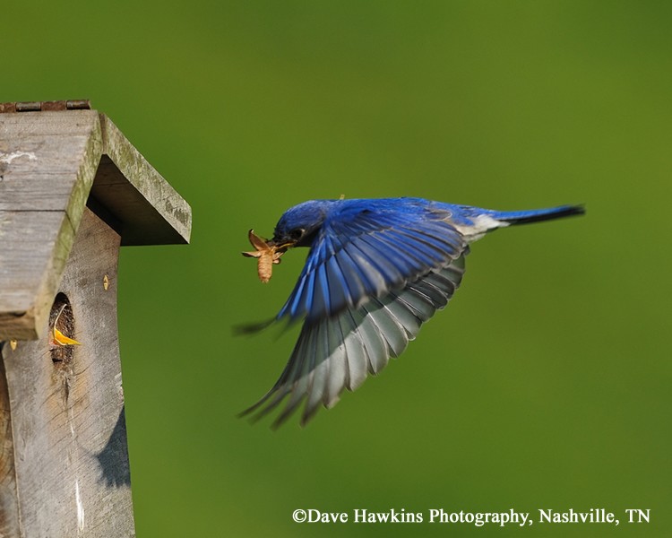 Birding Trails Tennessee Wildlife Resource Agency Eastern Bluebird