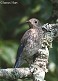 Tennessee's Watchable Wildlife
