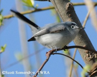 Tennessee's Watchable Wildlife