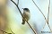 Tennessee's Watchable Wildlife