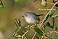 Tennessee's Watchable Wildlife