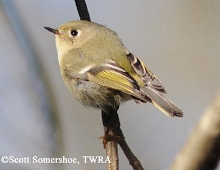 Tennessee's Watchable Wildlife